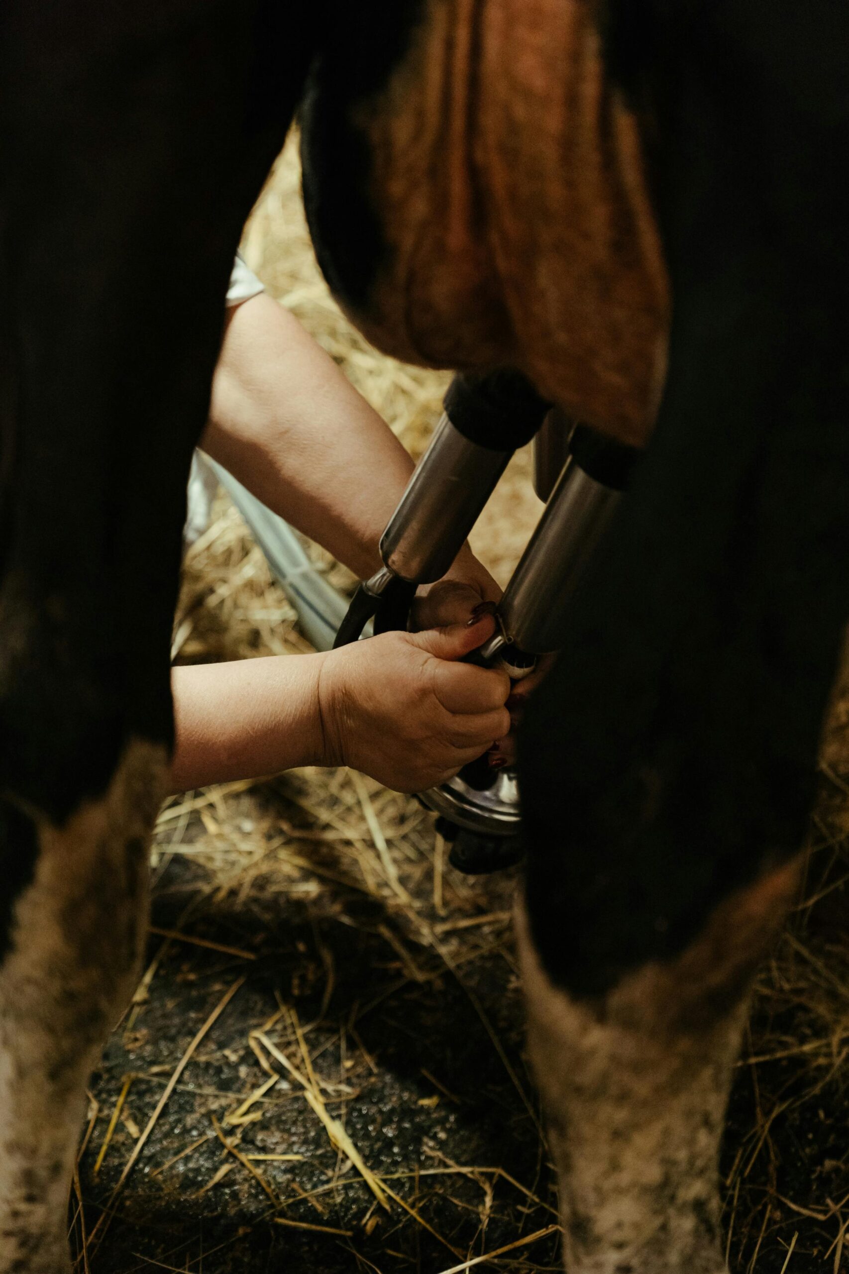 Person Holding Black and Brown Horse